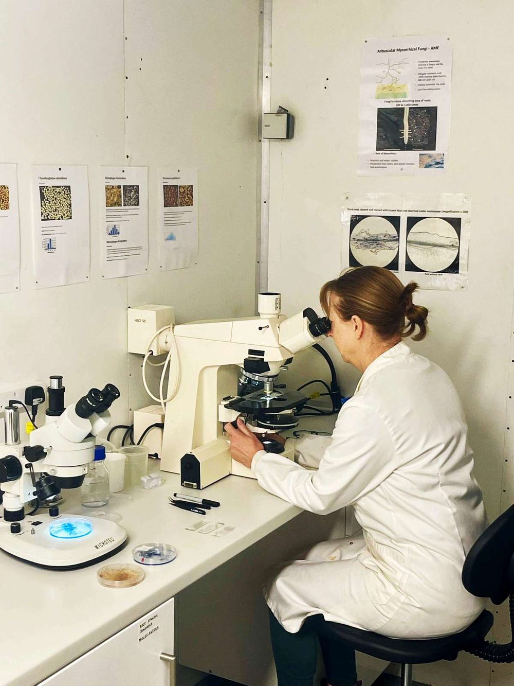 A scientist examining root samples under a microscope